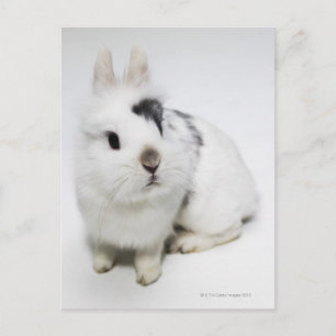 Carte Postale Lapin blanc, noir et brun