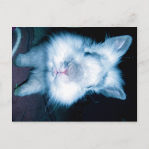 Carte Postale lapin bleu