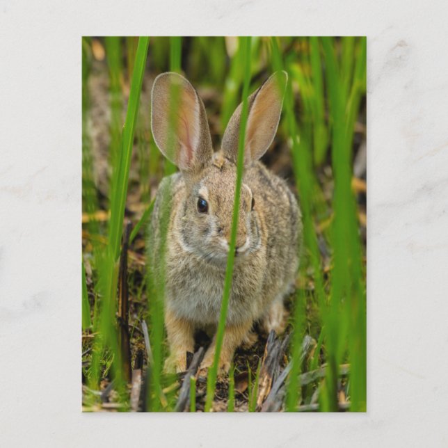 Carte Postale Lapin de Cottontail du désert (Devant)