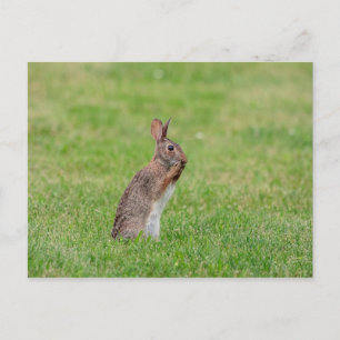 Carte Postale Lapin debout dans l'herbe et l'air timide