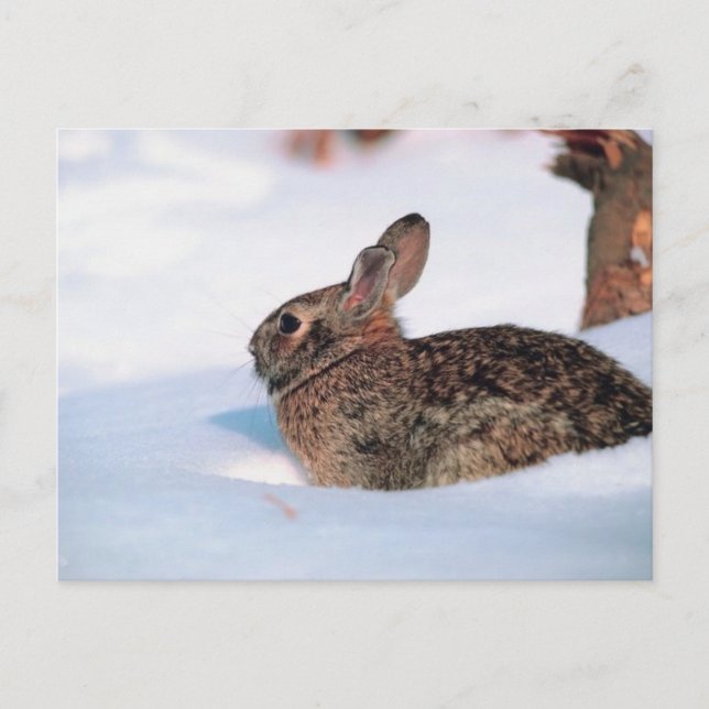 Carte Postale Lapin d'hiver (Devant)