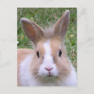 Carte Postale lapin doux