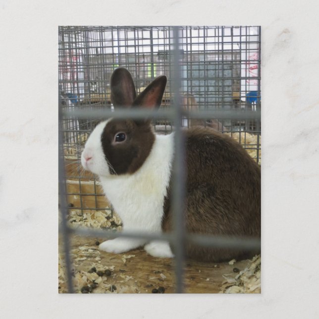 Carte Postale Lapin en cage (Devant)