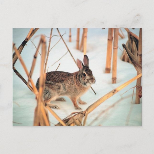 Carte Postale Lapin extérieur (Devant)