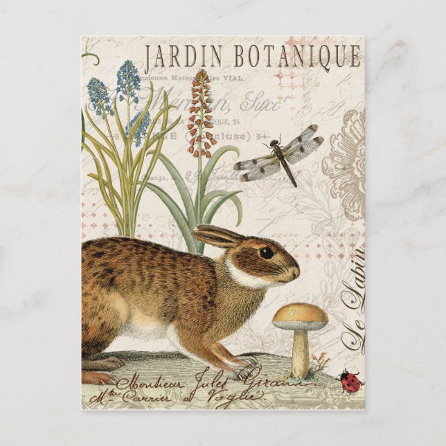 Carte Postale lapin français vintage moderne dans le jardin (Devant)