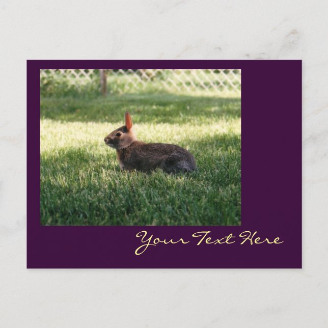 Carte postale Lapin Lapin (Devant)