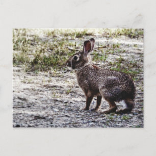 Carte Postale Lapin lapin dans la nature