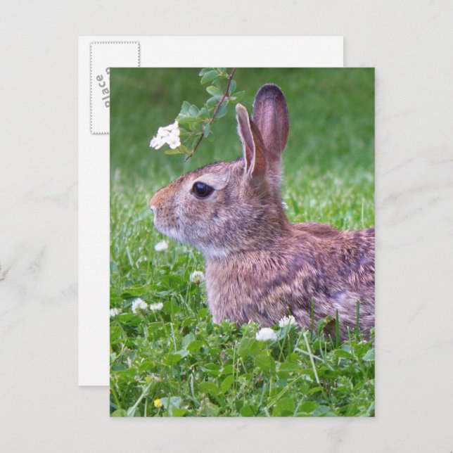 Carte Postale Lapin lapin dans la photographie d'animaux d'herbe (Devant / Derrière)