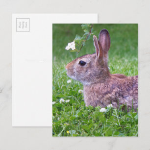 Carte Postale Lapin lapin en Grass Printemps de la photographie