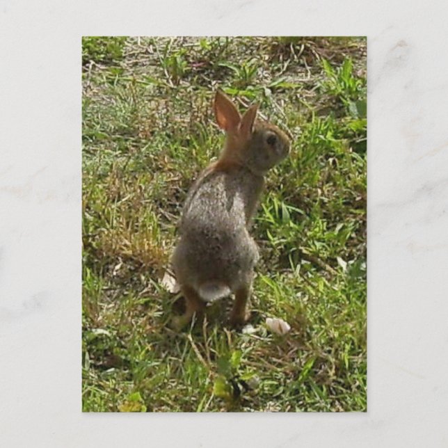 Carte Postale Lapin Lapin Lièvre Stups (Devant)
