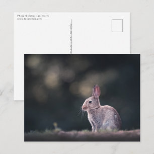 Carte Postale Lapin Lapin Nature Photo