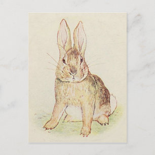 Carte Postale Lapin magnifique