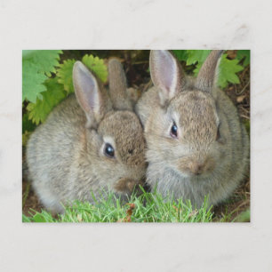 Carte Postale Lapin mignon animal paix amour destinée