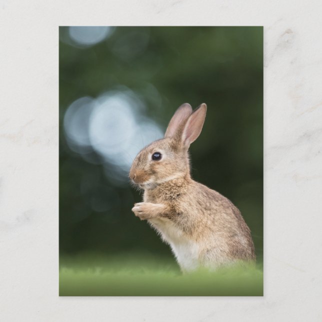 Carte Postale Lapin Mignon Photo de Nature (Devant)