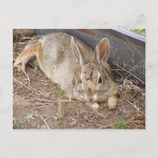 Carte Postale Lapin moelleux