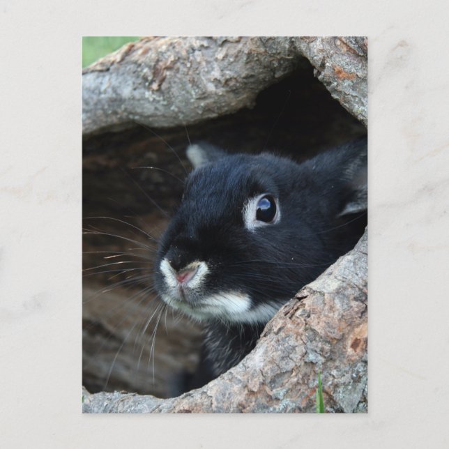 Carte Postale Lapin noir en creux d'un arbre (Devant)