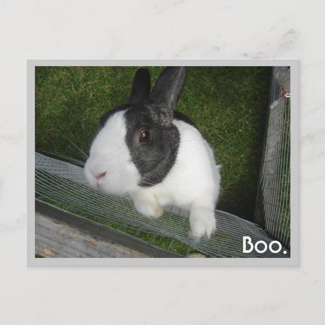 Carte Postale Lapin noir et blanc (Devant)