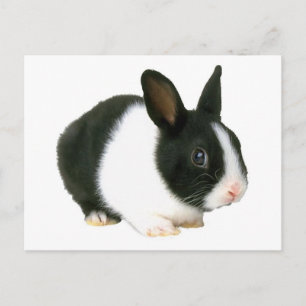 Carte Postale Lapin noir et blanc
