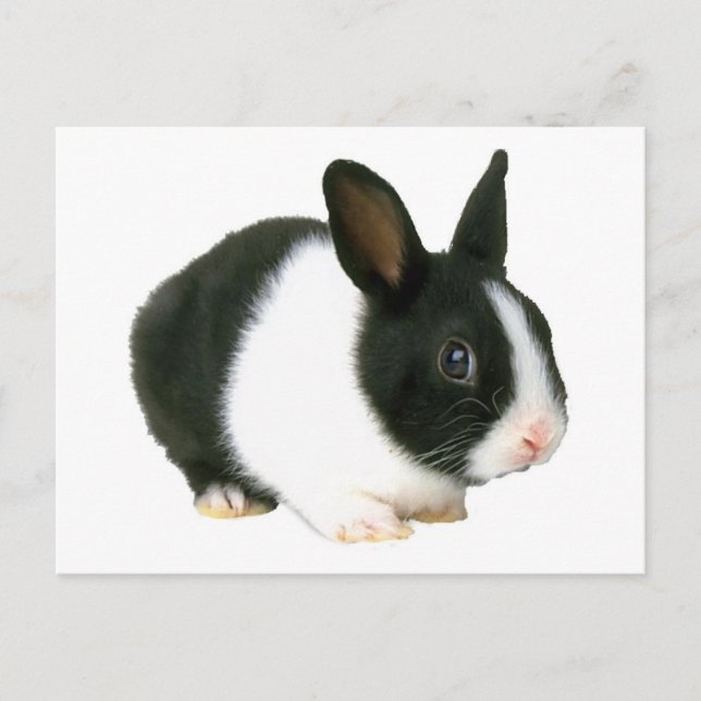 Carte Postale Lapin noir et blanc (Devant)