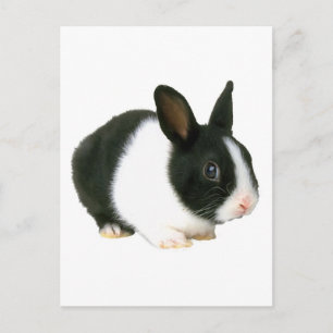Carte Postale Lapin noir et blanc