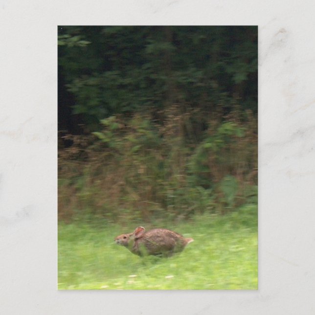 Carte Postale Lapin sur la course (Devant)