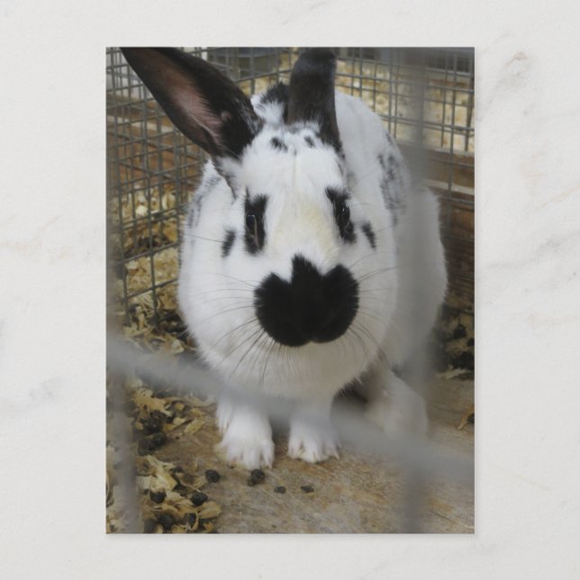 Carte Postale Lapin tacheté (Devant)