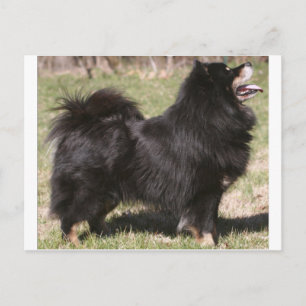 Carte Postale lapon finnois complet