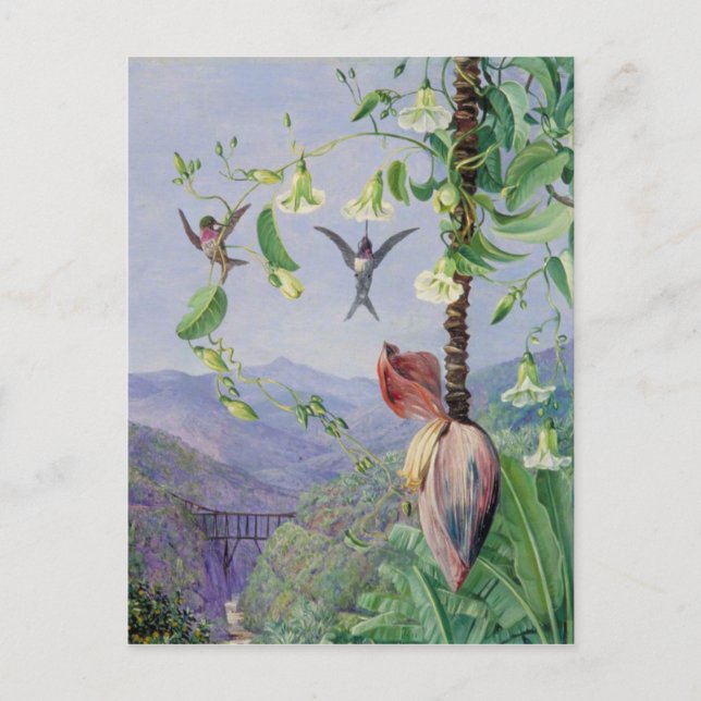 Carte Postale L'aqueduc de Morro Velho, Brésil Marianne Nord (Devant)