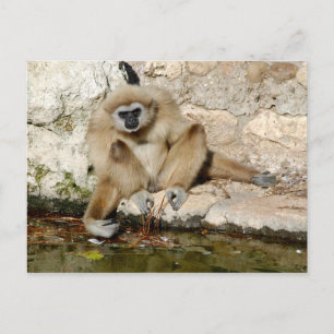 Carte Postale Lar gibbon près de l'étang