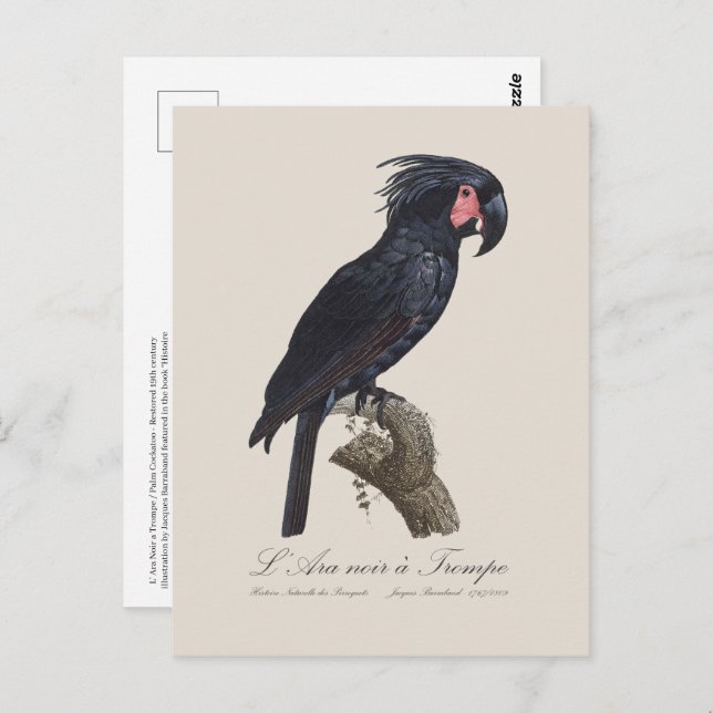 Carte Postale L'Ara Noir a Trompe / Palm Cockatoo (Devant / Derrière)