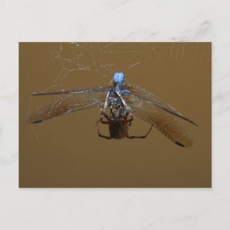 Carte Postale L'araignée et la mouche (feu)