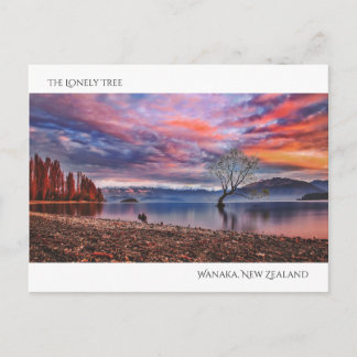 Carte Postale L'arbre solitaire - Wanaka, Nouvelle-Zélande