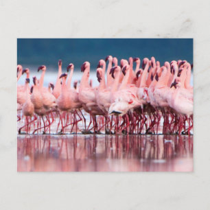 Carte Postale Large Group of Lesser Flamingos