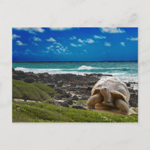 Carte Postale Large turtle at the sea edge