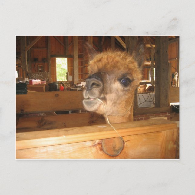 Carte Postale "l'argent réel est en alpacas" (Devant)