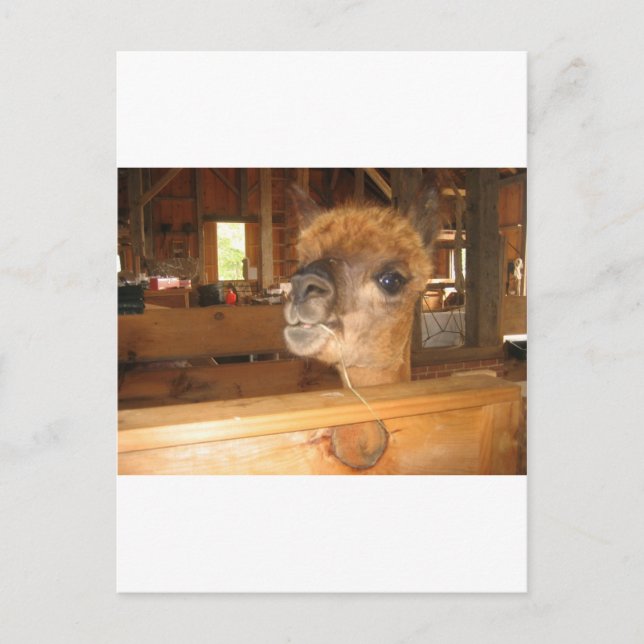 Carte Postale "l'argent réel est en alpacas" (Devant)
