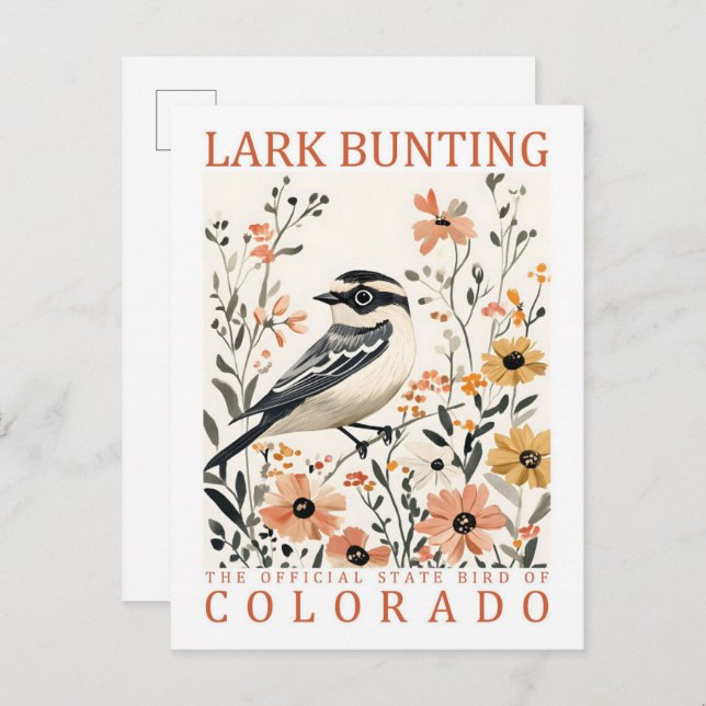 Carte Postale Lark Bunting Bird of Colorado USA Travel (Devant / Derrière)