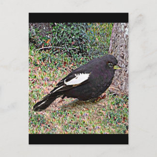 Carte Postale Lark Bunting (Colorado)