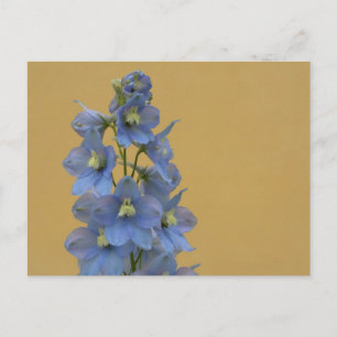Carte Postale Larkspur bleu clair