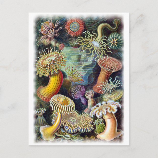 Carte Postale l'art de la nature par Ernst Haeckel (Devant)