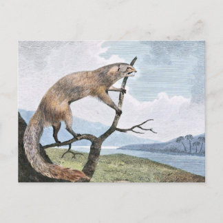 Carte Postale L'art faunique d'Ichneumon (Mongolie)
