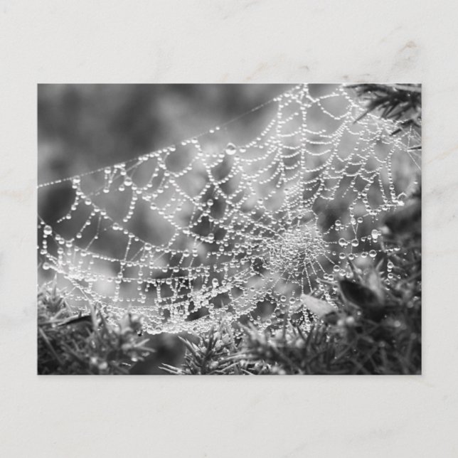 Carte Postale L'artiste de la nature - Le Web de l'araignée - Ph (Devant)