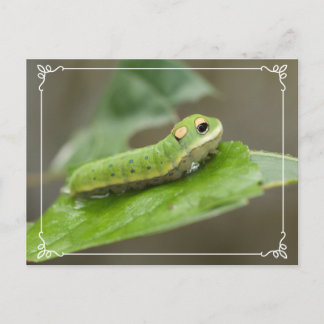 Carte Postale Larva de la chenille papillon
