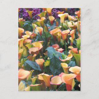 Carte Postale Las Vegas Butterfly Garden Flower Ladybug UNIQUE G