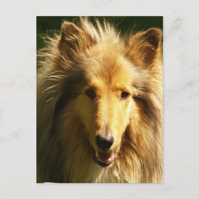 Carte postale Lassie Collie (Devant)