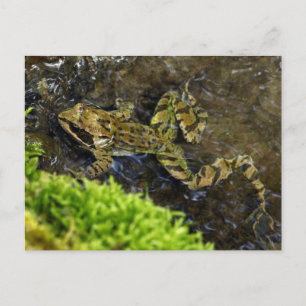 Carte Postale Laubfrosch