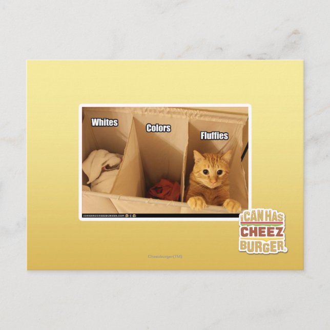 Carte Postale Laundry Cat (Devant)