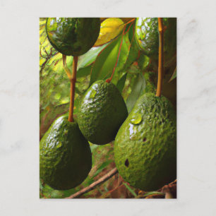 Carte Postale Laurales