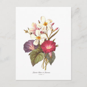 Carte Postale Laurier blanc et liseron