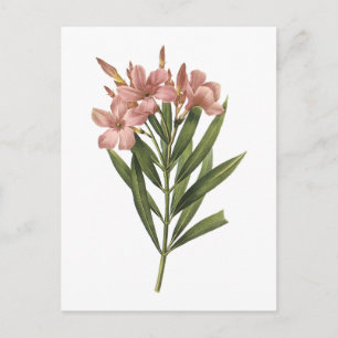 Carte Postale laurier rose (Nerium sp.) par Redouté